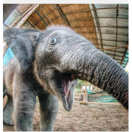 ELEPHANT JUNGLE SANCTUARY Full Day Visit (Include Transportation) 8 hrs.